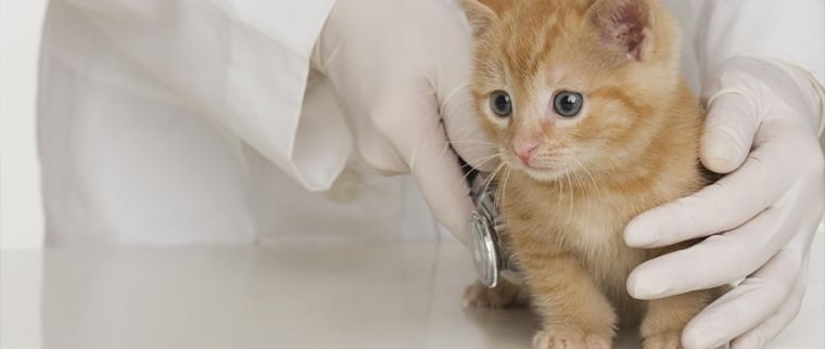 aliments toxiques chat